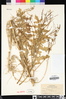 Sisymbrium altissimum image