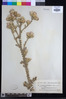 Carduus myriacanthus image