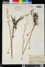 Delphinium gypsophilum image