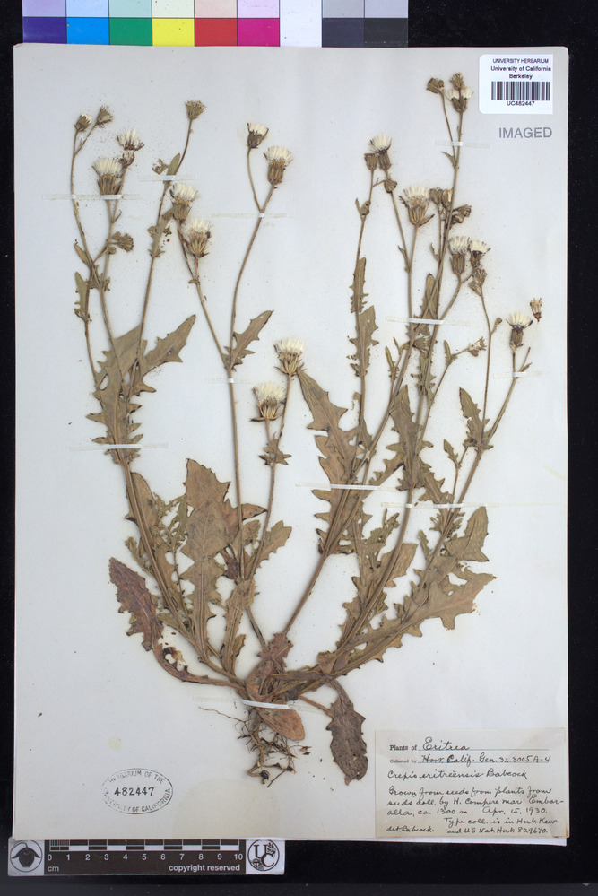 Crepis foetida subsp. foetida image