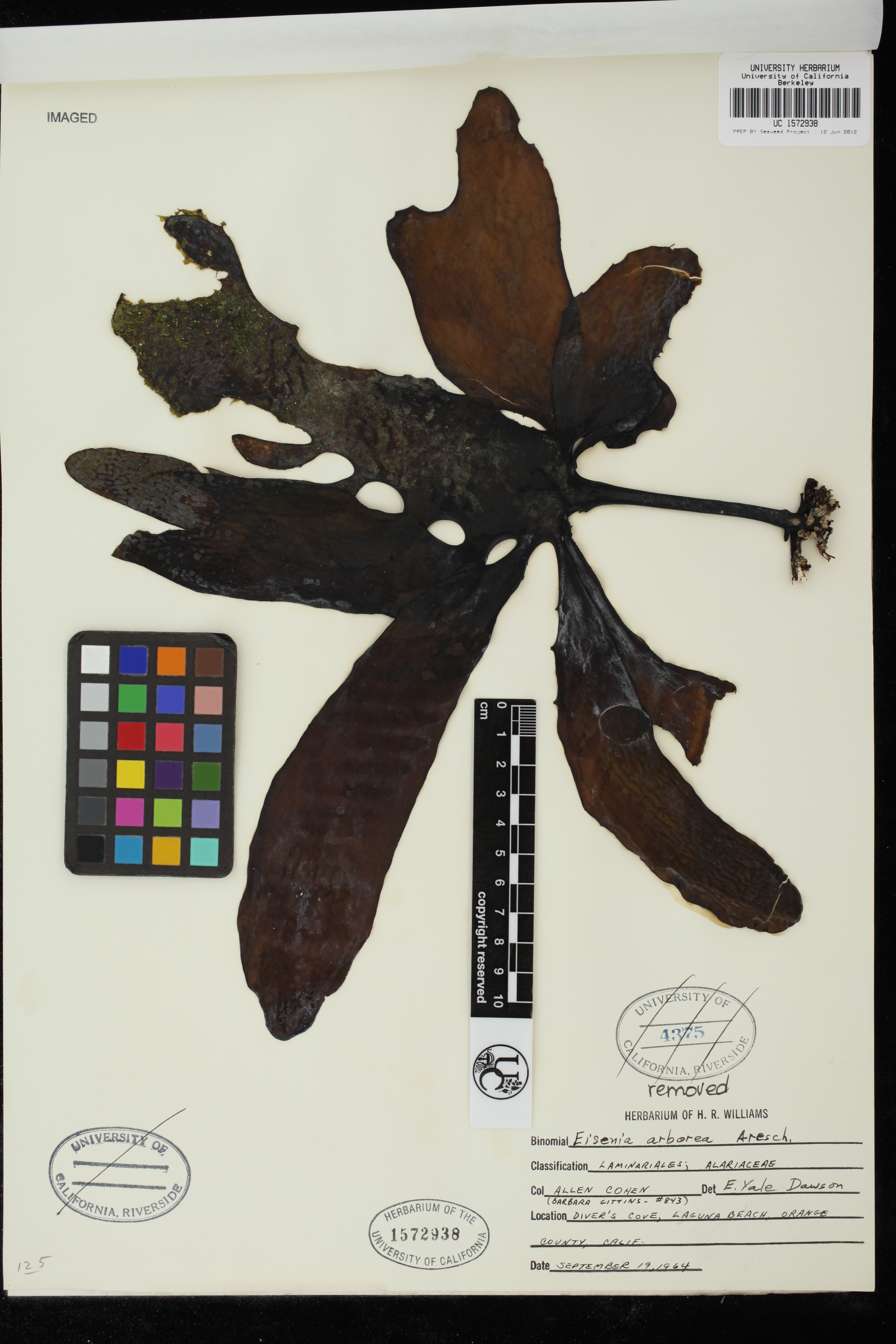 University Herbarium: Macroalgae: Seaweeds: California Seaweed 