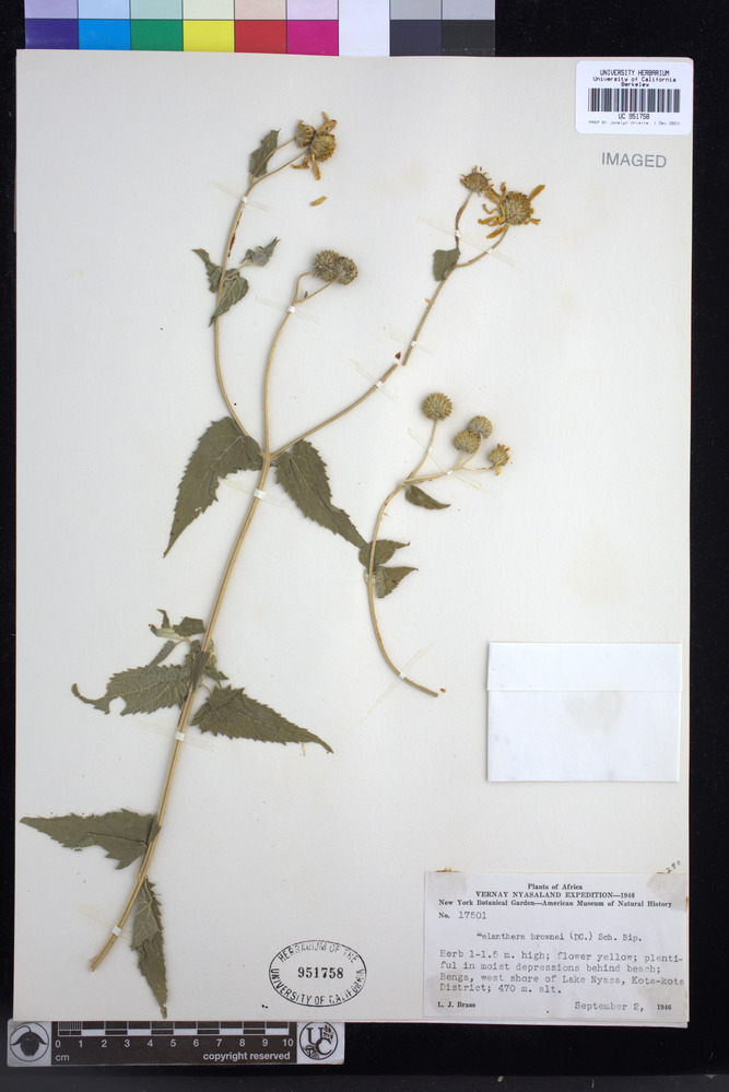 Lipotriche scandens image