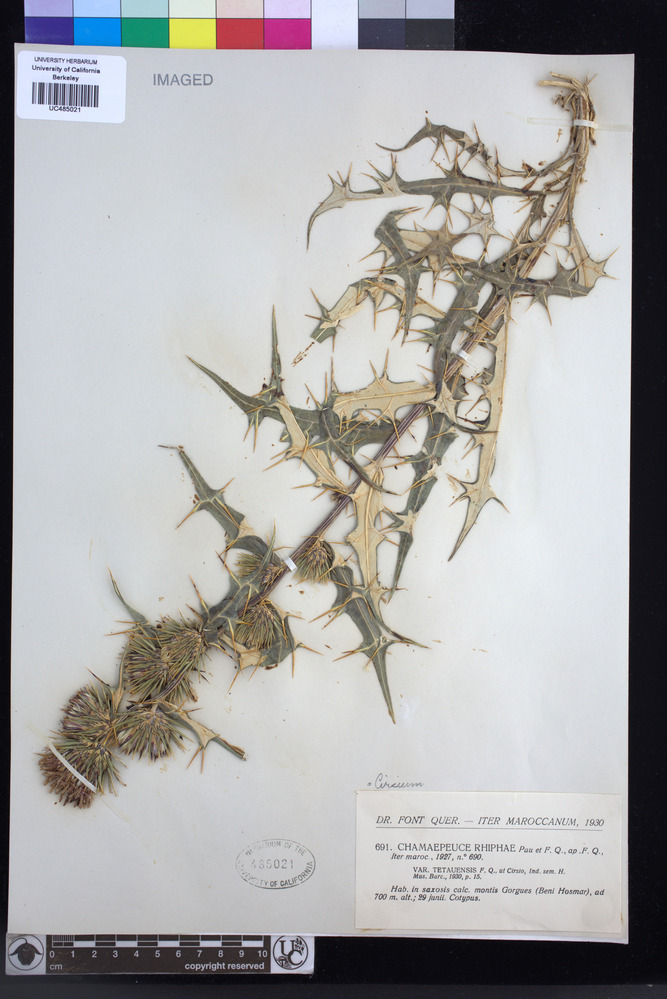 Ptilostemon casabonae image