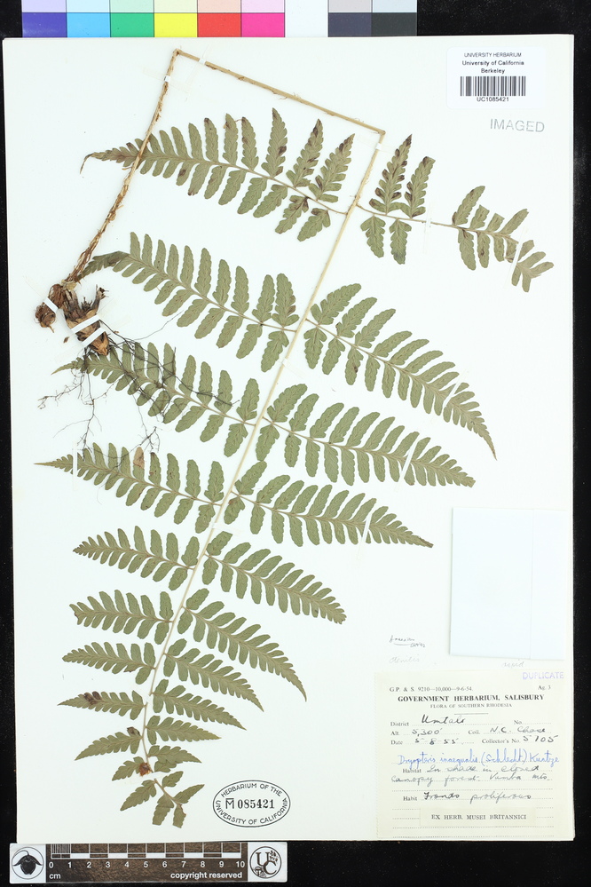 Dryopteris manniana image