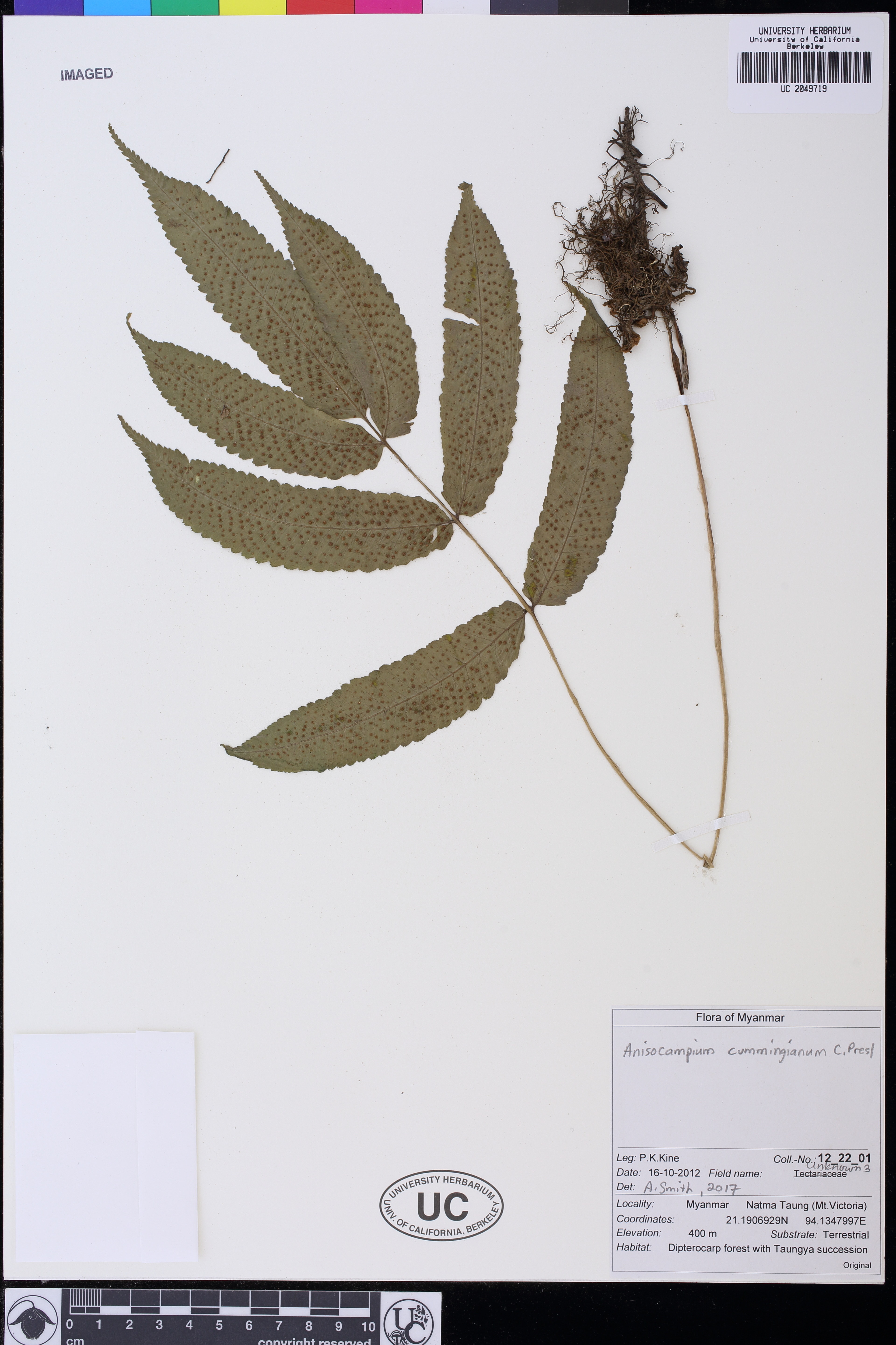 Athyriaceae image
