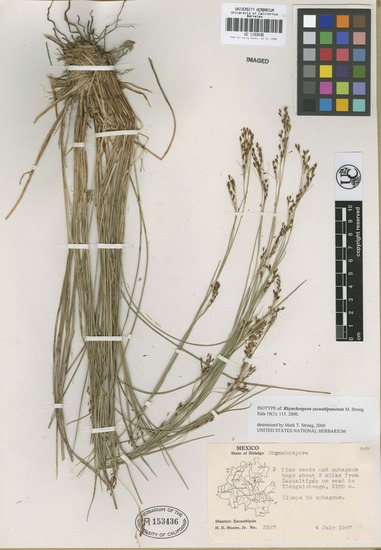 Rhynchospora zacualtipanensis image