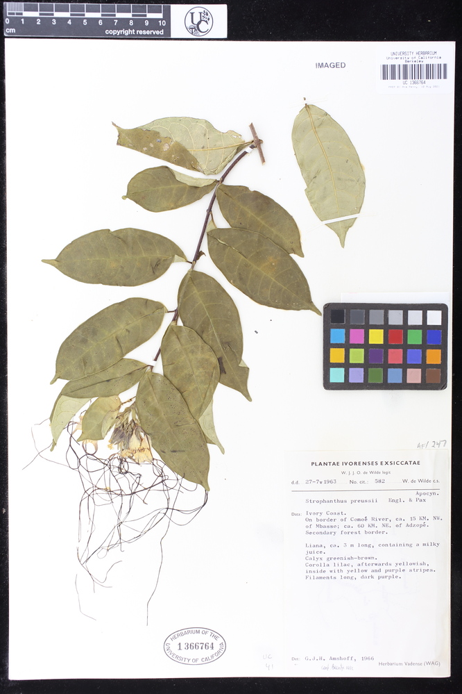 Strophanthus preussii image