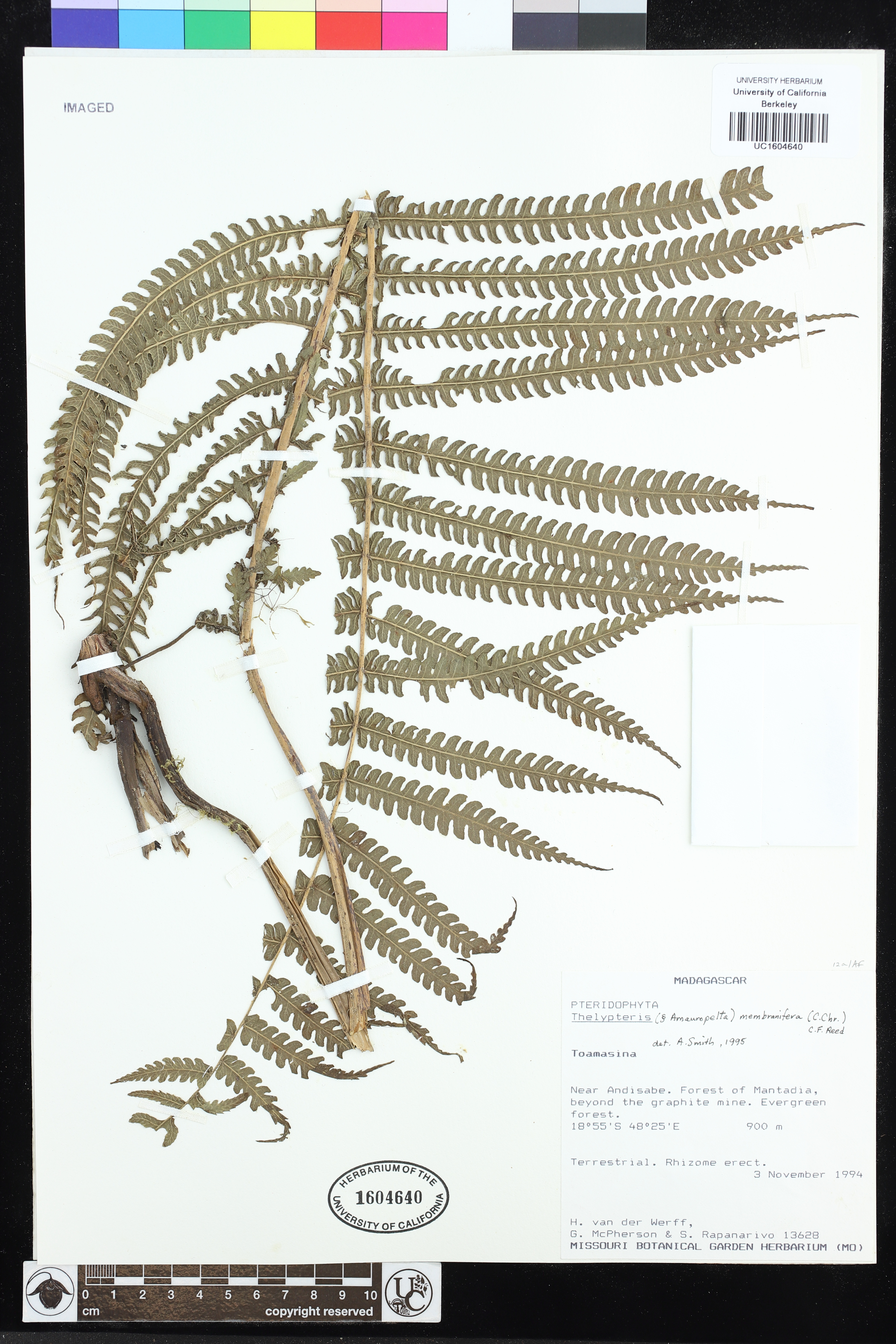 Amauropelta membranifera image