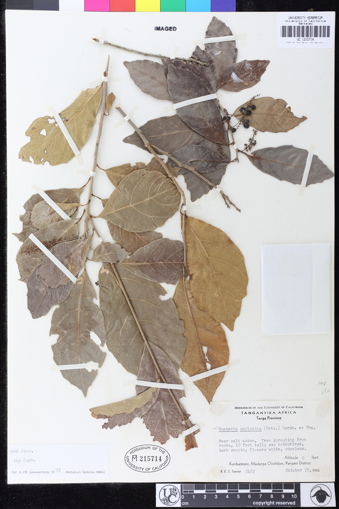 Paracroton pendulus subsp. zeylanicus image