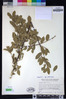 Frangula rubra subsp. yosemitana image