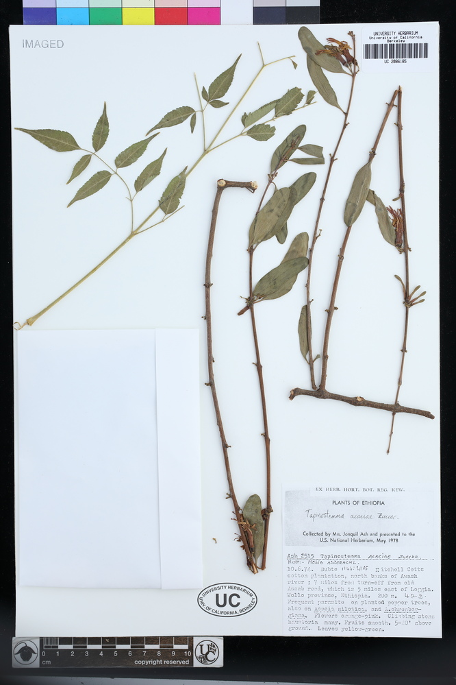 Plicosepalus acaciae image