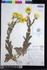 Helichrysum aureum var. aureum image