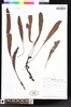 Elaphoglossum inquisitivum image