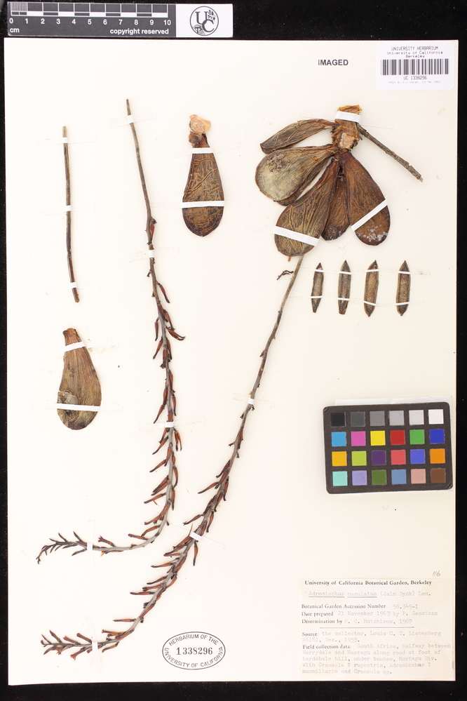 Adromischus maculatus image