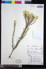 Helichrysum kirkii var. kirkii image