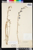 Delphinium parishii image