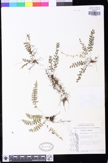 Asplenium sandersonii image