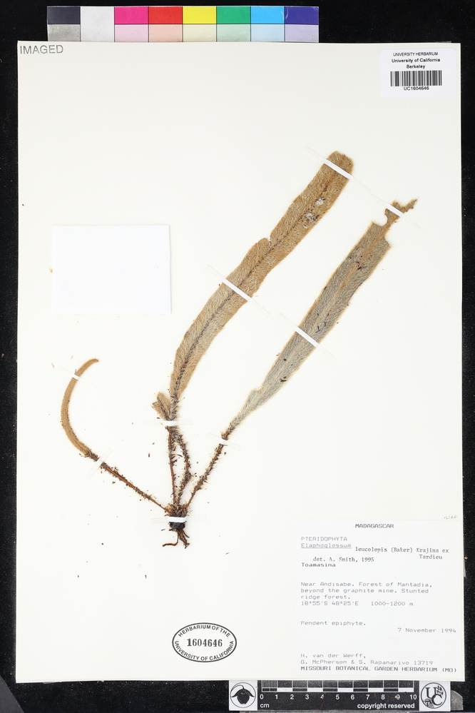 Elaphoglossum leucolepis image