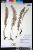 Lellingeria affinis image