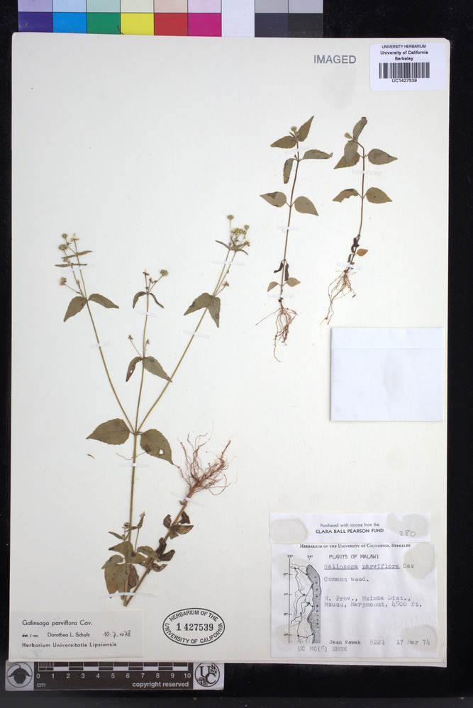 Galinsoga parviflora image