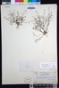 Nemacladus longiflorus var. longiflorus image