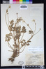Ranunculus orthorhynchus var. orthorhynchus image