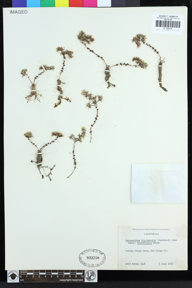 Dudleya brevifolia image