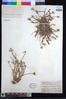 Image of Crepis juvenalis