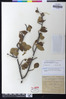 Cercocarpus betuloides var. macrourus image