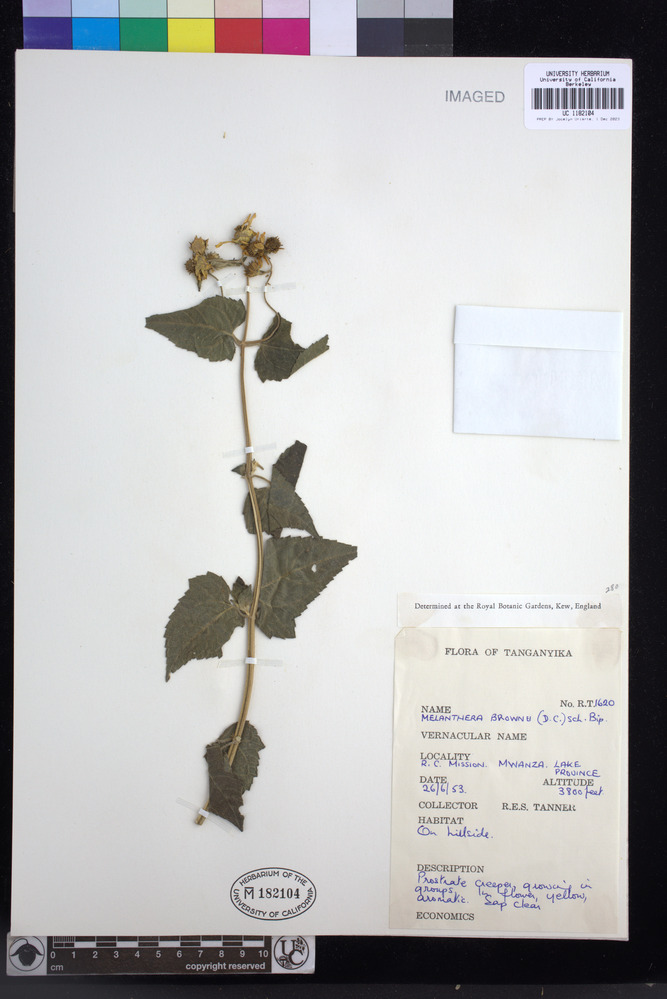 Lipotriche scandens image