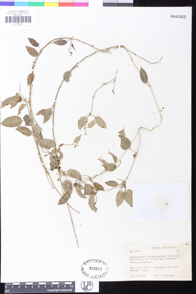 Cynanchum altiscandens image