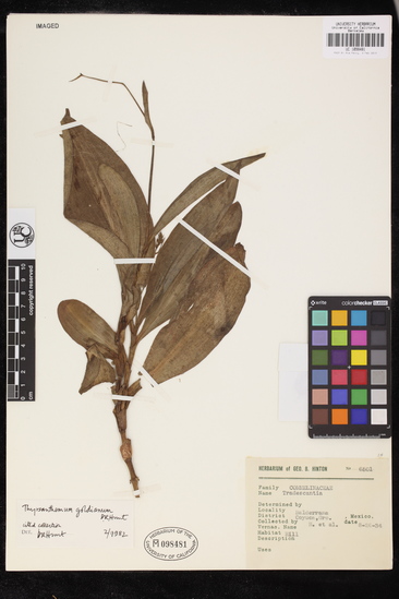 Thyrsanthemum goldianum image