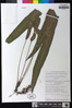 Elaphoglossum papyraceum image