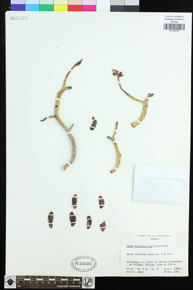 Sedum corynephyllum image