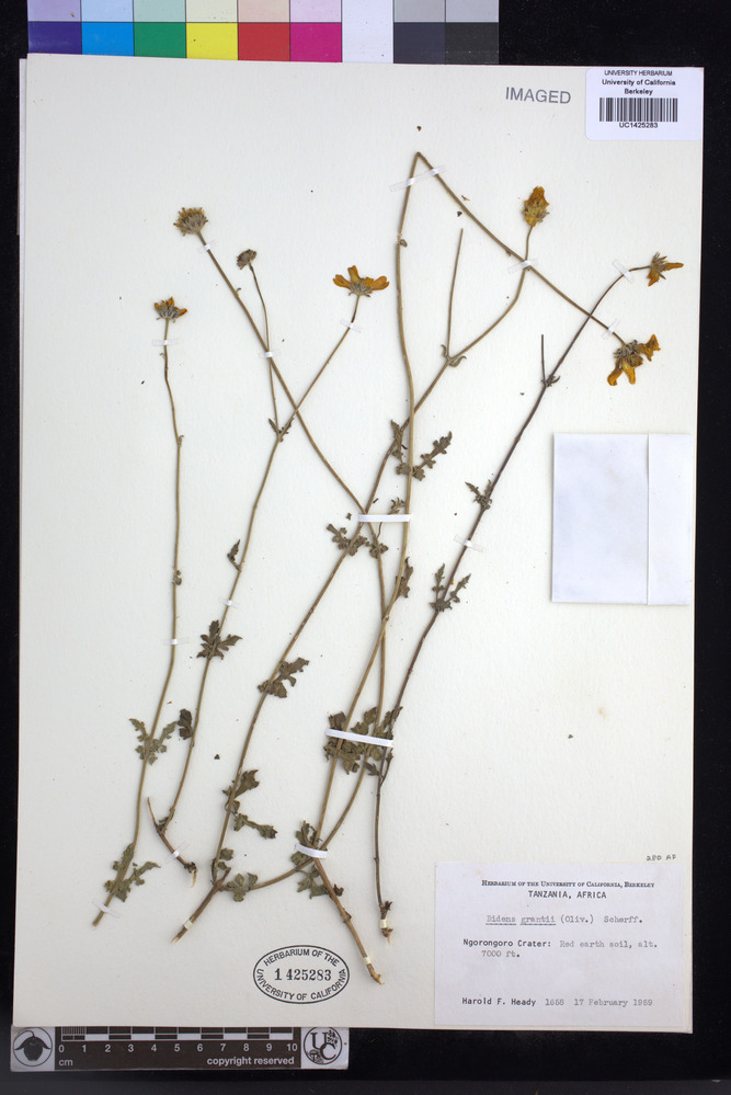 Bidens grantii image