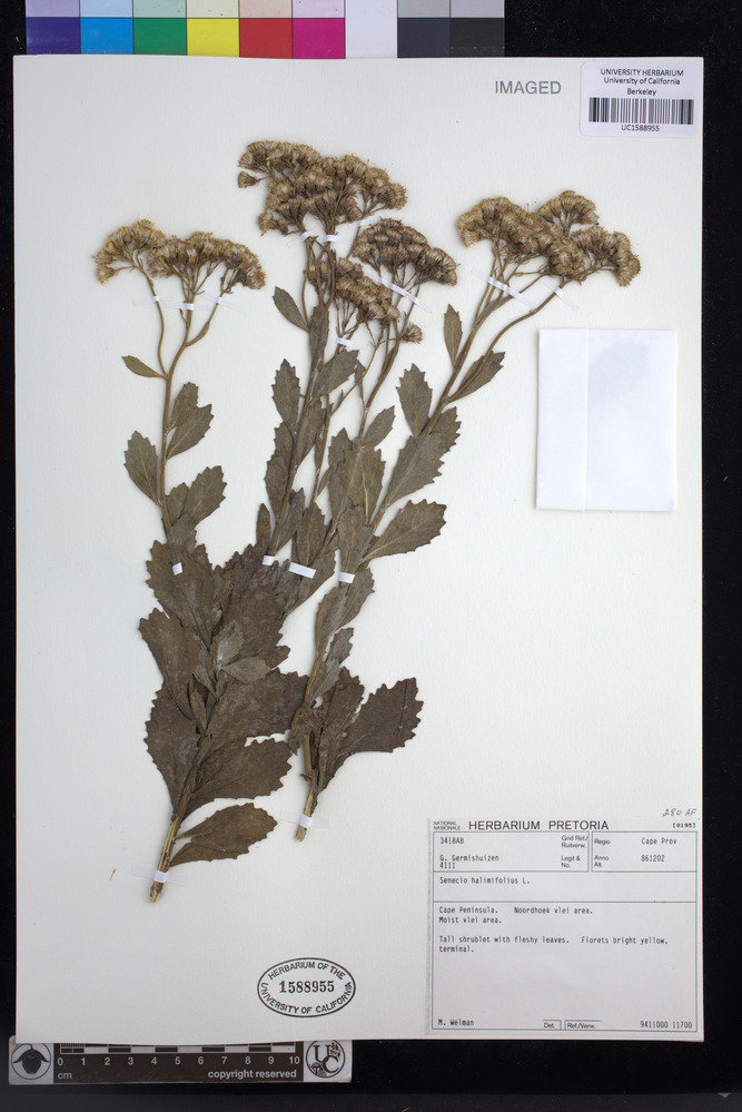 Senecio halimifolius image