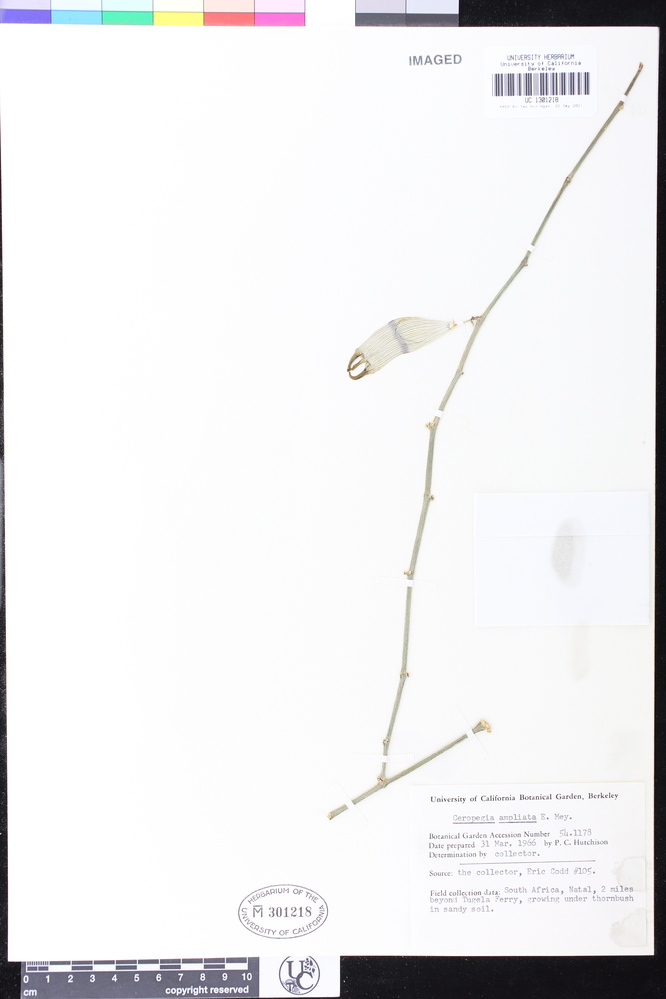 Ceropegia ampliata image