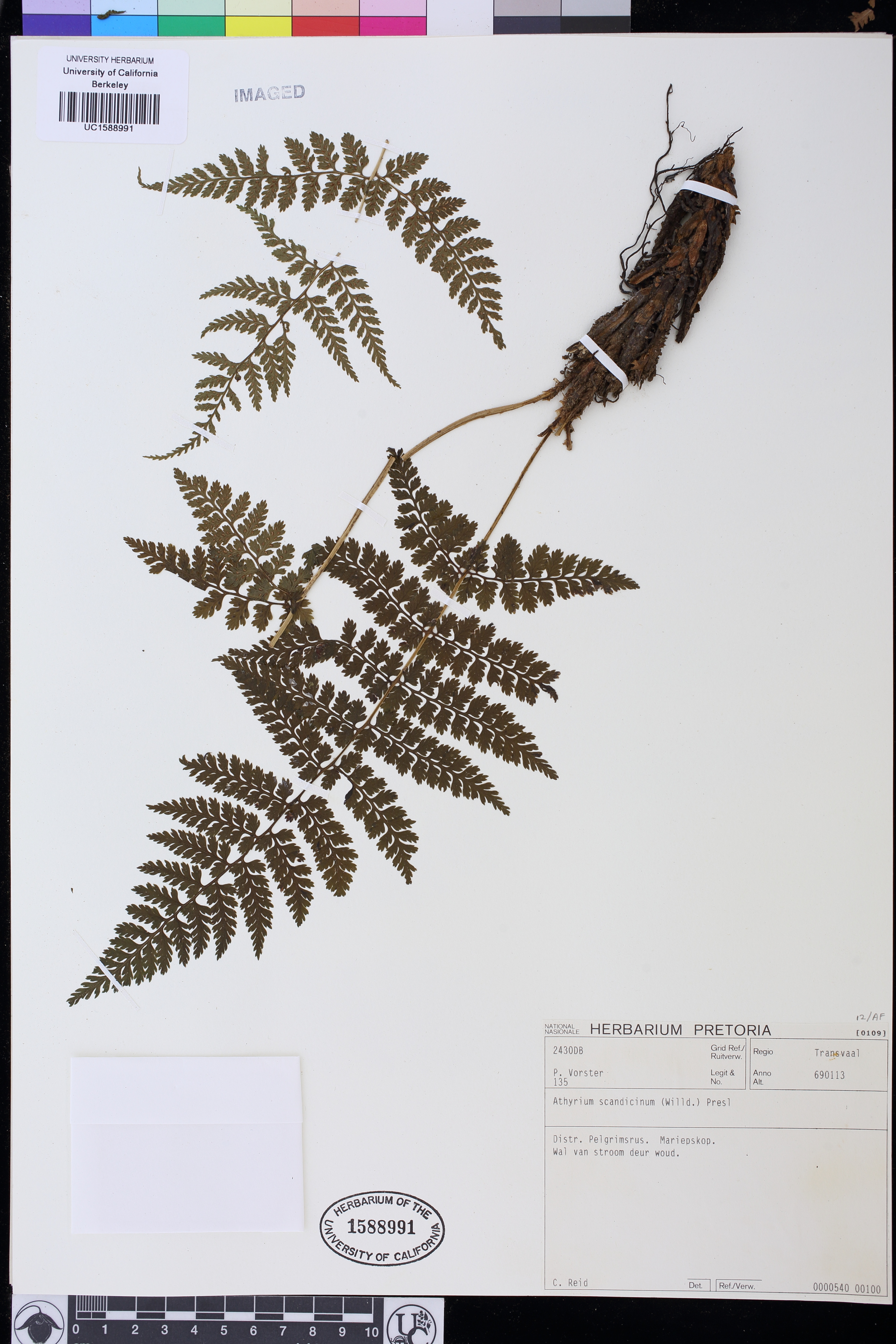 Athyrium scandicinum image