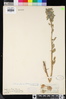 Delphinium parryi image