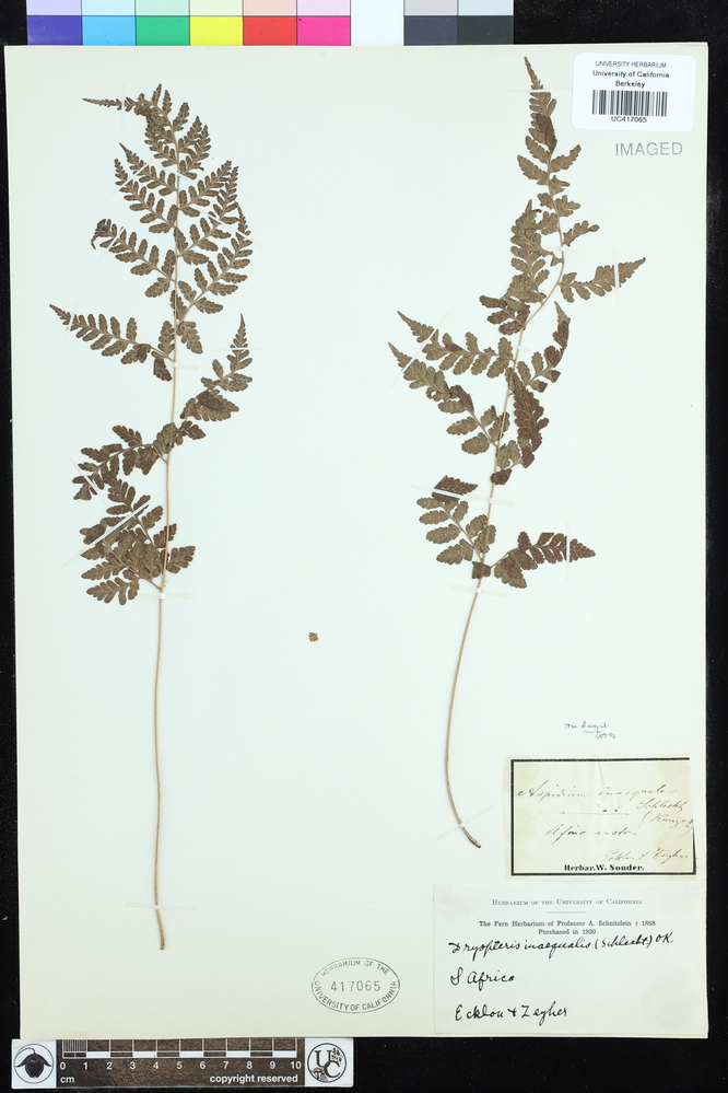 Dryopteris inaequalis image