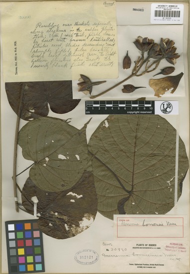 Decalobanthus borneensis image