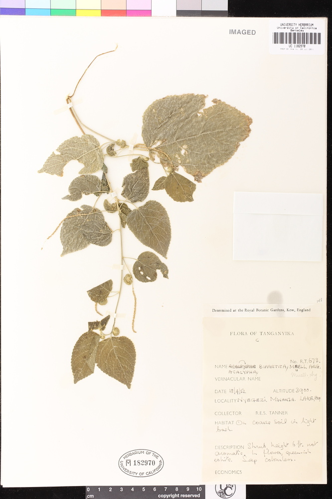 Acalypha bipartita image