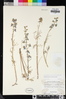 Delphinium parryi subsp. parryi image