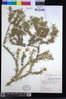 Image of Osteospermum subulatum