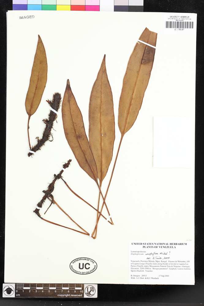 Elaphoglossum urophyllum image