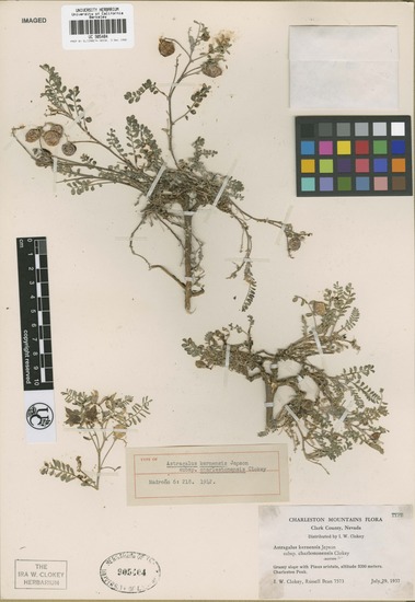 Astragalus lentiginosus var. kernensis image