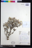 Macledium spinosum image