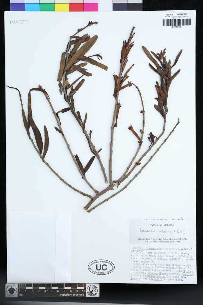 Tapinanthus globifer image