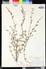 Keckiella lemmonii image