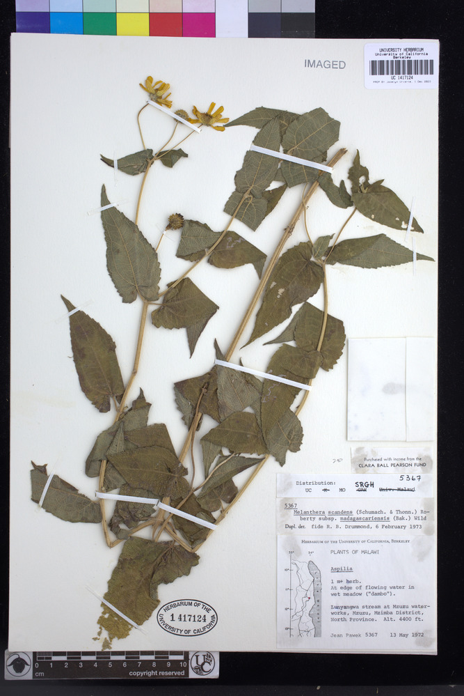 Lipotriche scandens image